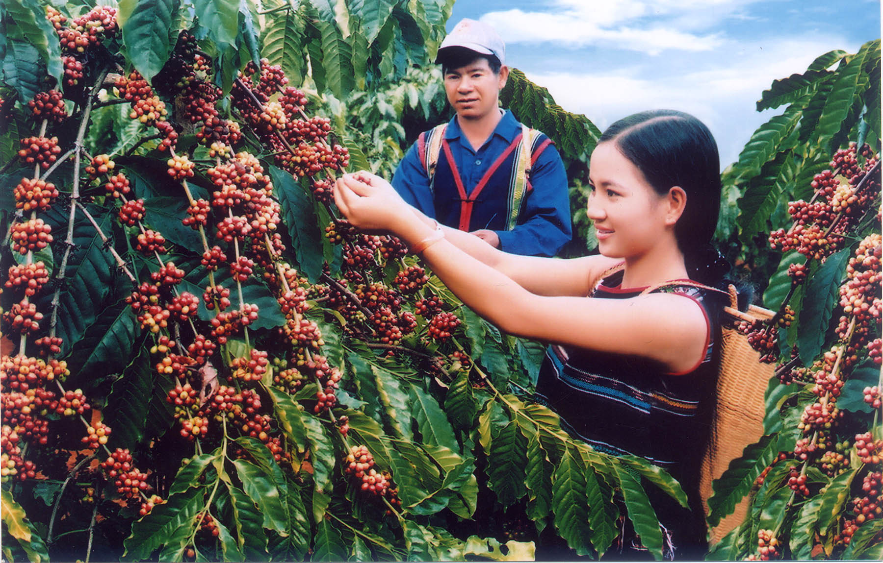 Harvest coffee in the Central Highland Vietnam