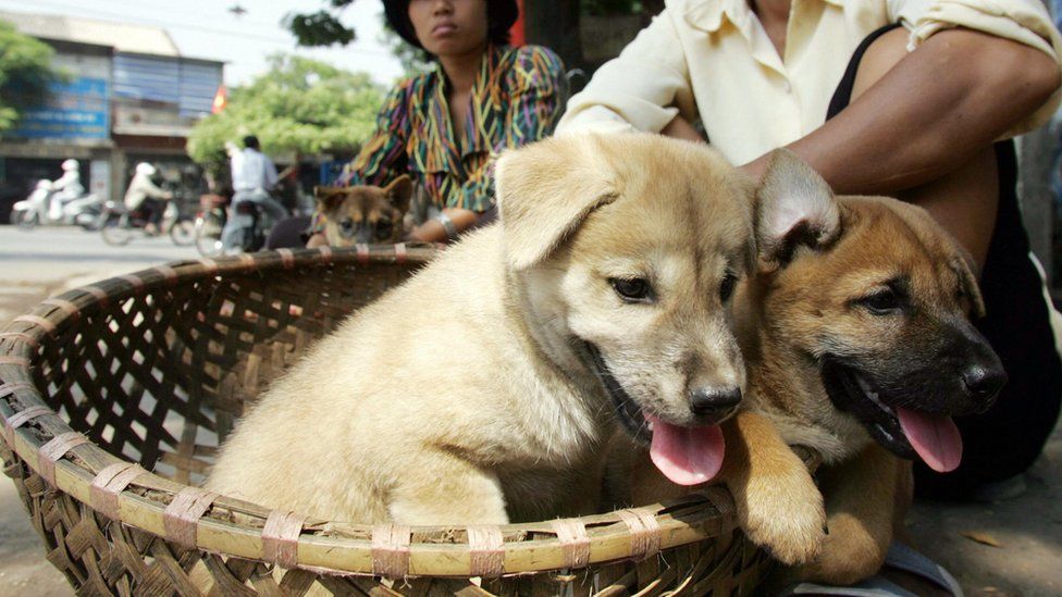 People eat dogs in Vietnam